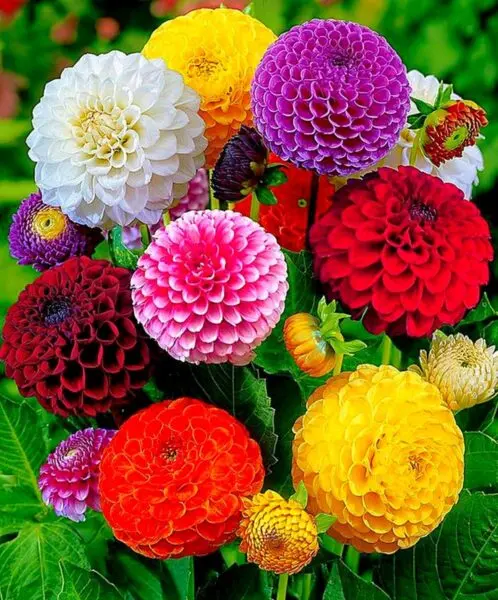 Discover the Charm of Dahlia Pompon: A Summer Bloom Delight
