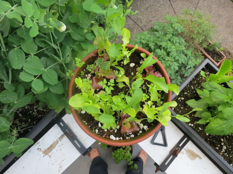 Balcony garden