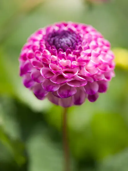 Dahlia Flowers
