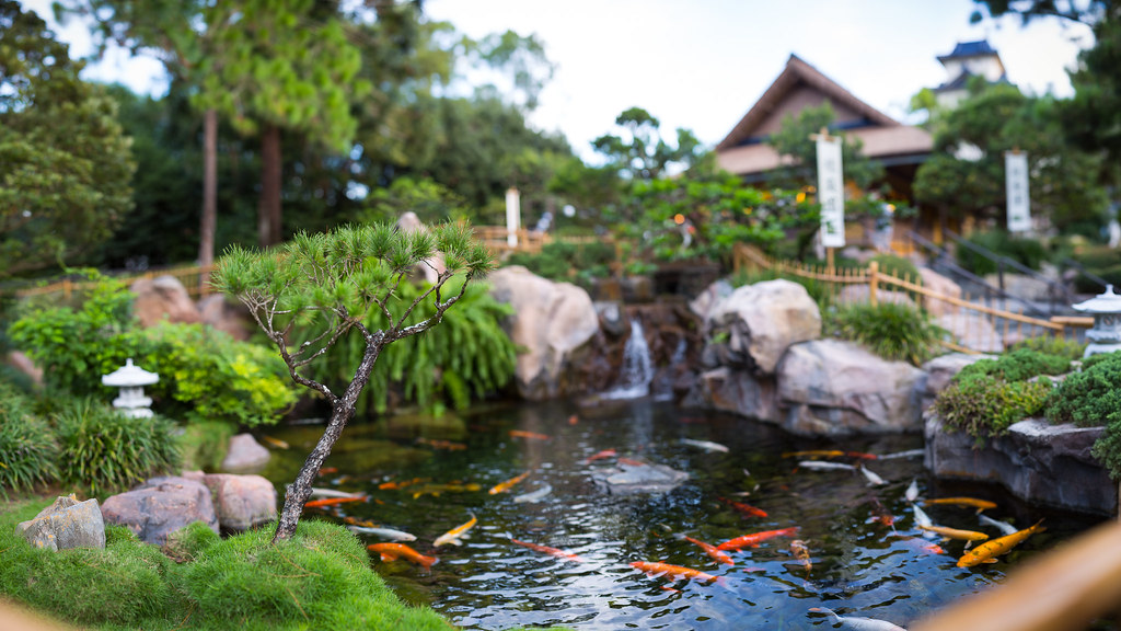 Epcot - Japan Koi Pond