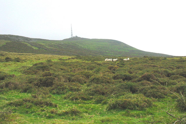 Sheep on unimproved land