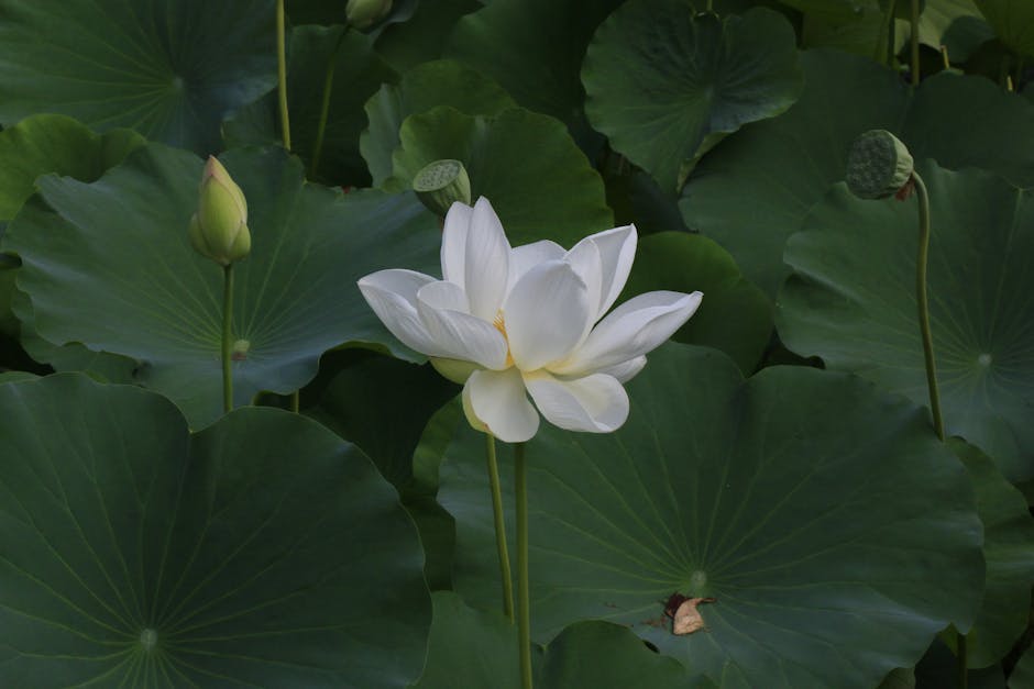 koi, plants, maintenance Elegant White Lotus Blossom in a Tranquil Pond