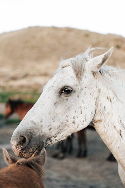 Close-up of a White Horse in a Natural Setting