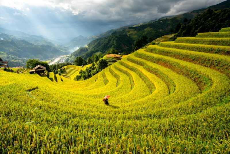 Lush Terraced Rice Fields in Vietnam