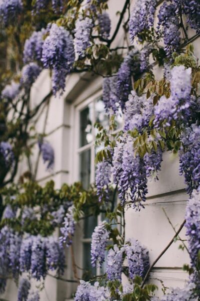 How To Grow Lavender From Seed Close Up Photo of Purple Flowers on White Concrete Wall