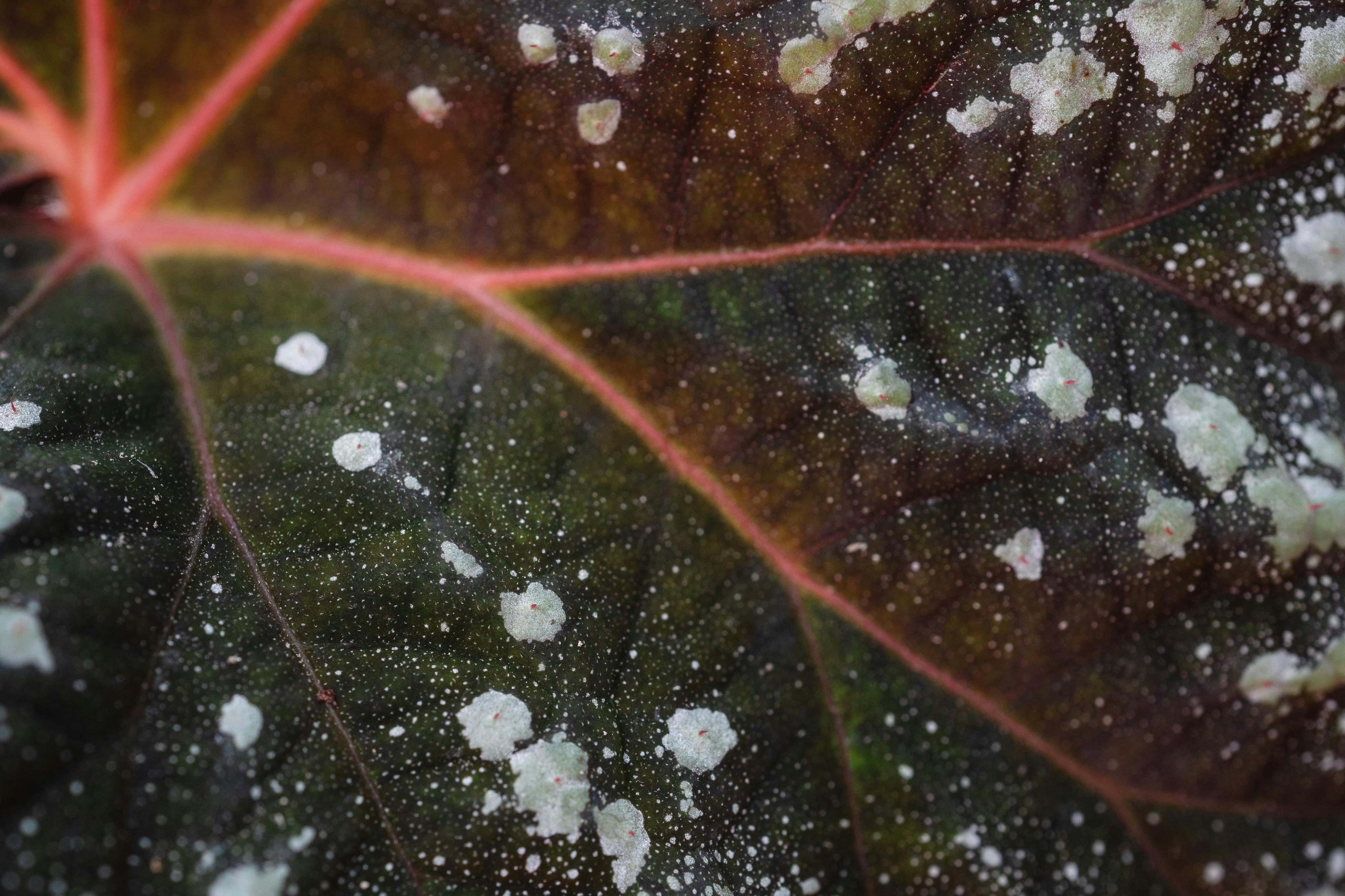 Close-Up Shot of a Leaf with Powdery Mildew on Pumpkins