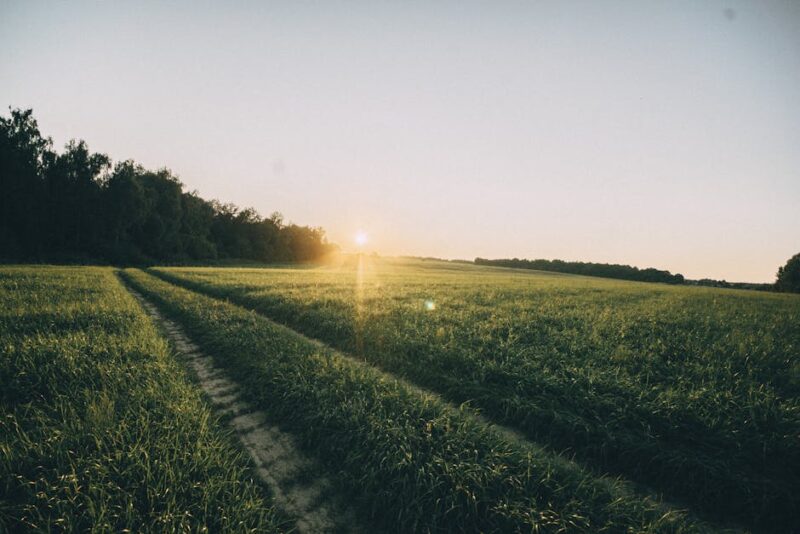 Green Grass Field During Sunrise