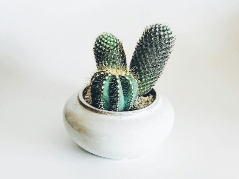 green cactus in white ceramic pot