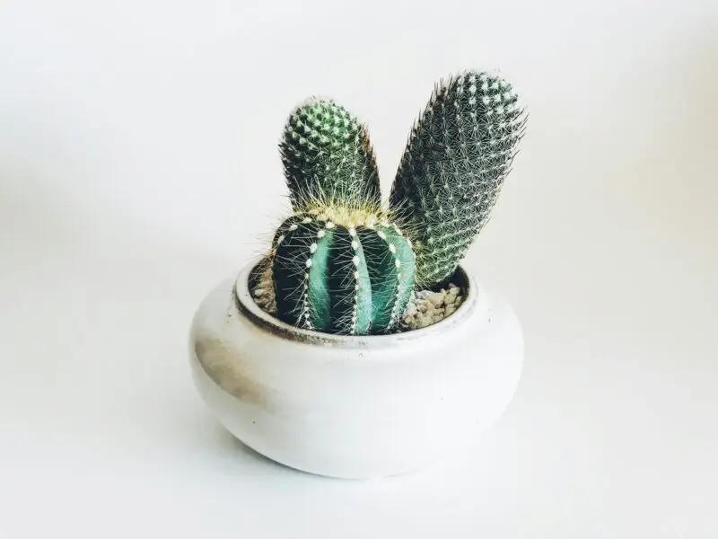 green cactus in white ceramic pot