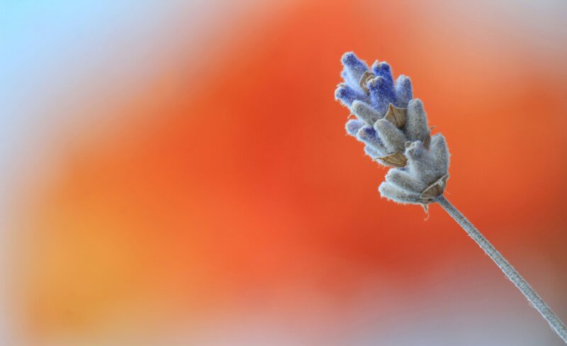 closeup photo of blue and gray petaled flower in bloom