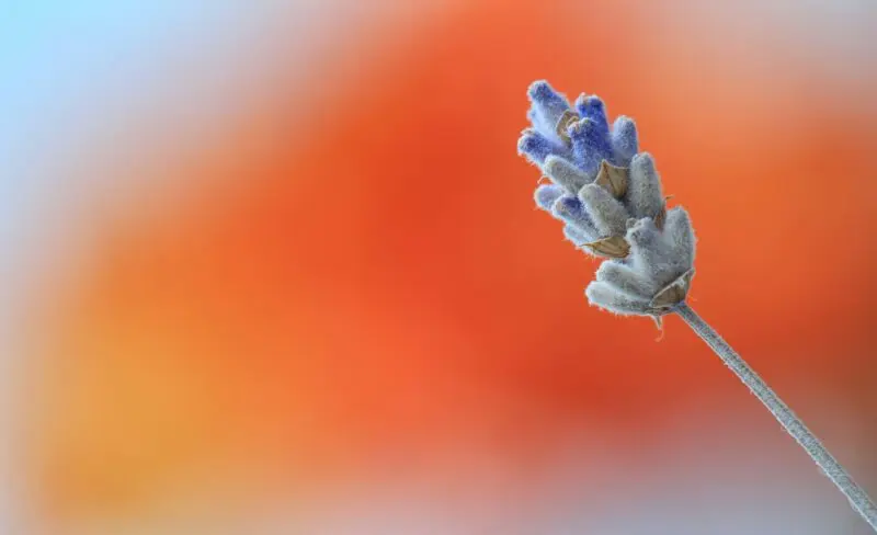closeup photo of blue and gray petaled flower in bloom