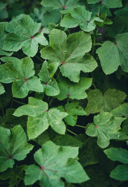 green leaf plants