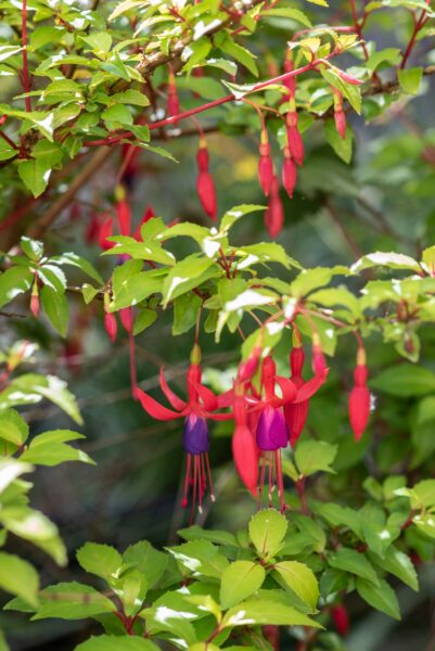 Close-up of a flower