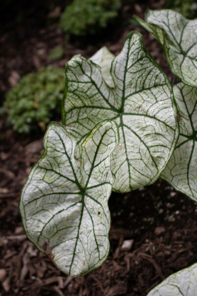 A close up of a leaf on a plant