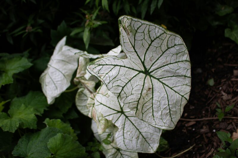 A white plant with green leaves in a garden