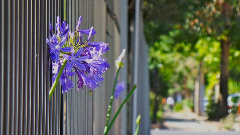 Peeping Agapanthus