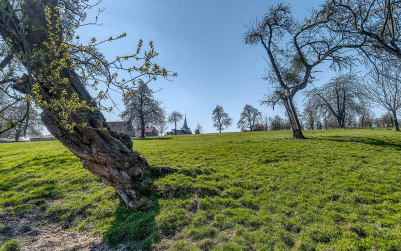 Old trees feeling Spring.