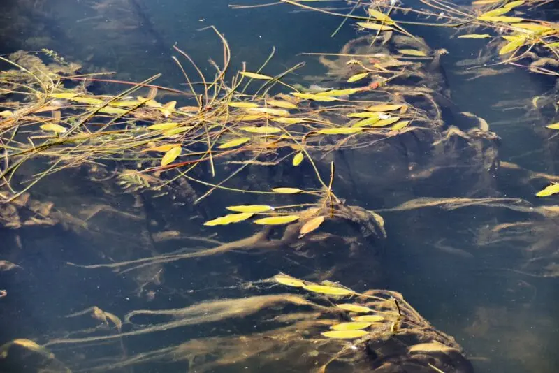 Bellville Ontario - Canada - Foliage in the The Moira River - Downtown