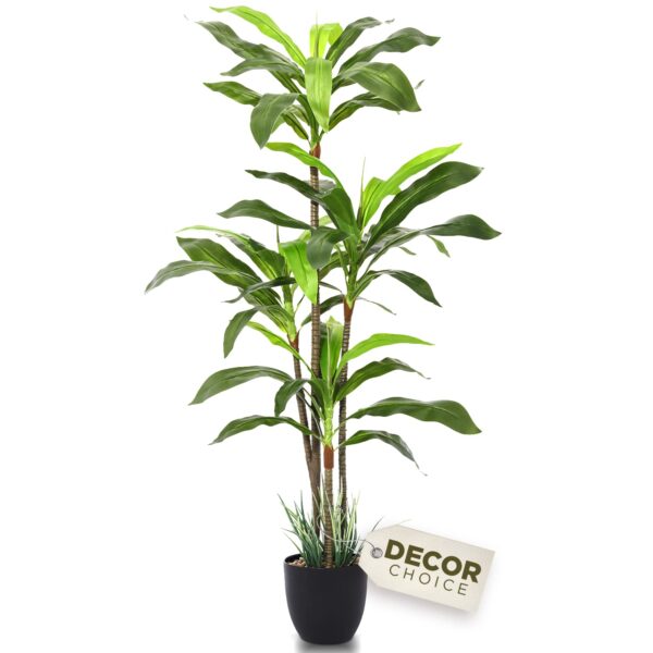 Dracaena Angustifolia: The Perfect Indoor Plant For Elegance And Ease