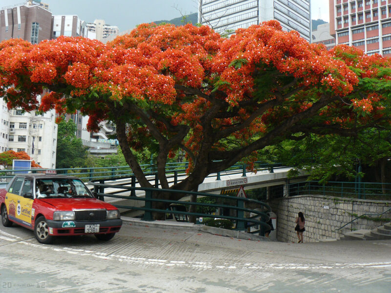 Taxi Merry-Go-Round A Blooming Tree