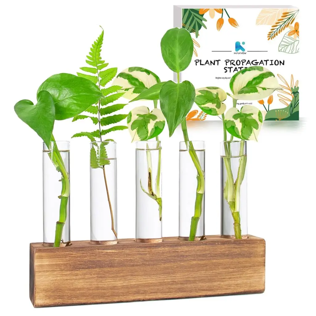 Perfect Your Propagation with the Desktop Propagation Terrarium
