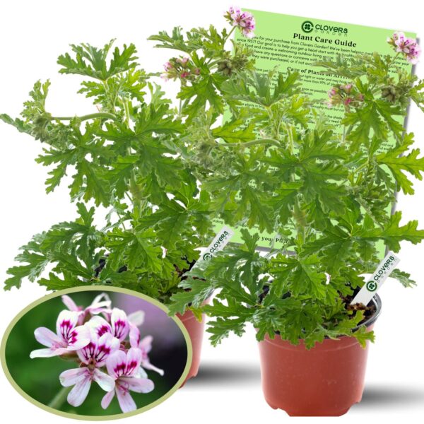 Enhance Your Outdoor Space with Clovers Garden Citronella Plant