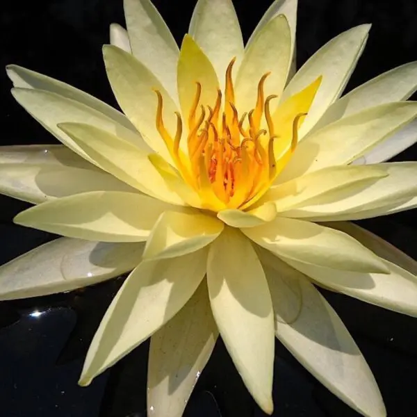 Sunrise Perennial Waterlily Container: A Water-Wise Garden Feature