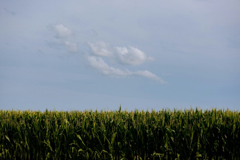 green grass field under blue sky during daytime