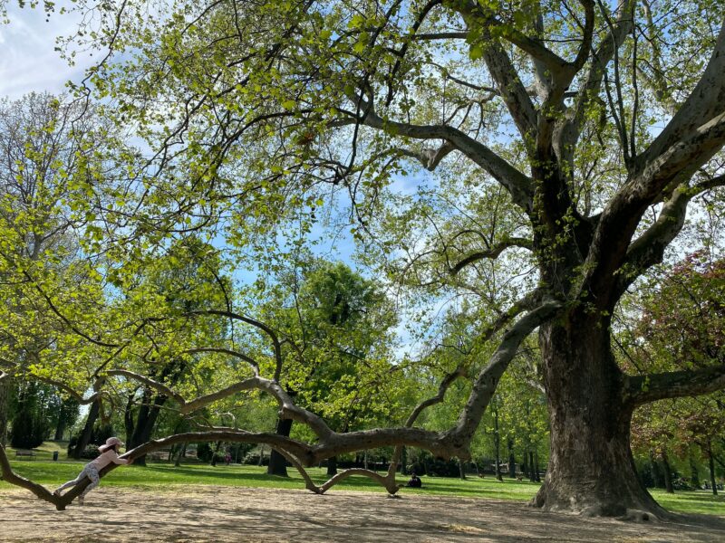 green trees on green grass field during daytime