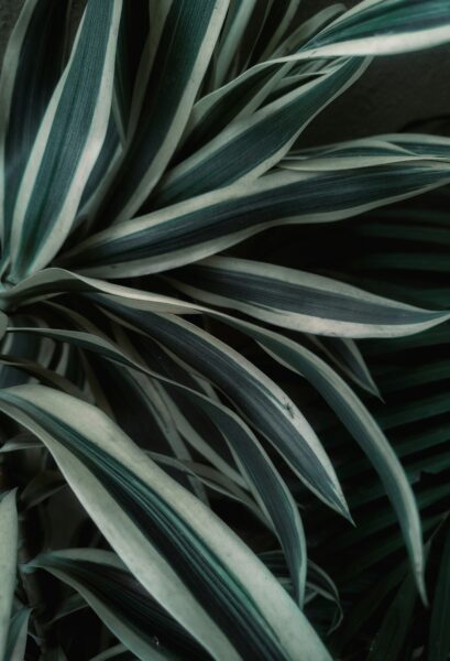 a close up of a green and white plant