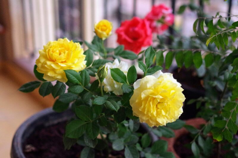 a potted plant with yellow and red flowers