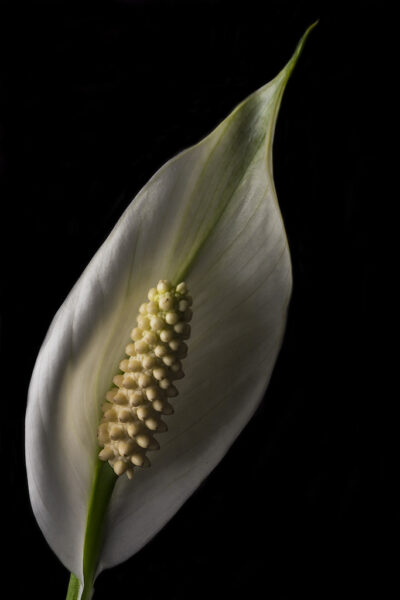 Peace Lily