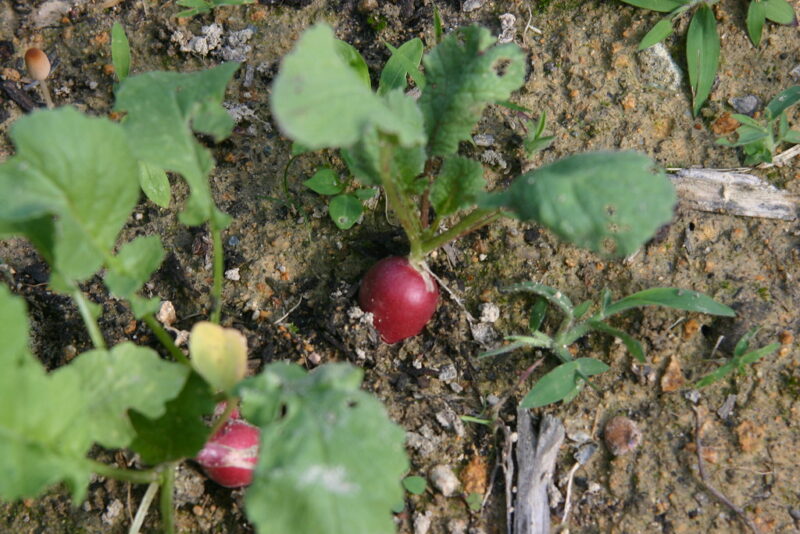 radishes