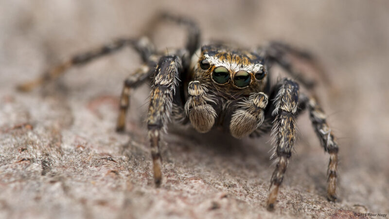 Evarcha hoyi jumping spider