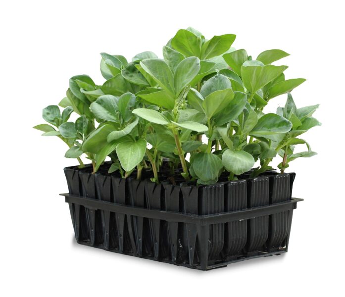 Broad Bean Seedling Tray