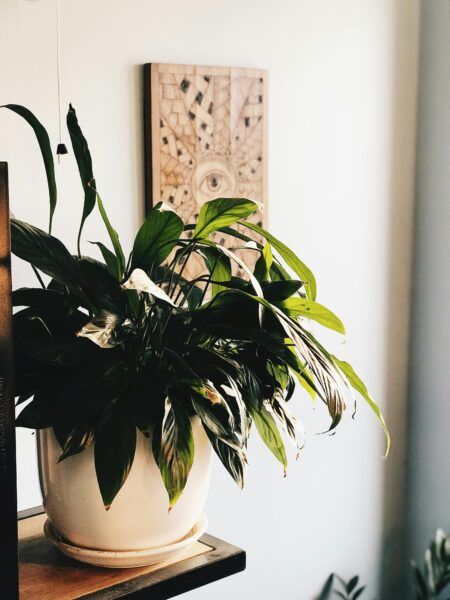 A vibrant peace lily in a pot adds a natural touch to modern interior decor.