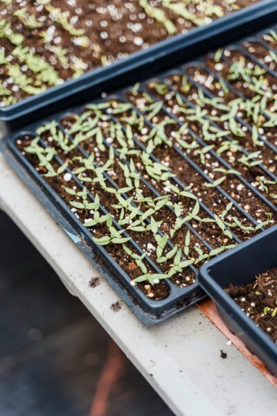 Close-up of young seedlings in plastic trays ready for planting, ideal for gardening concepts.