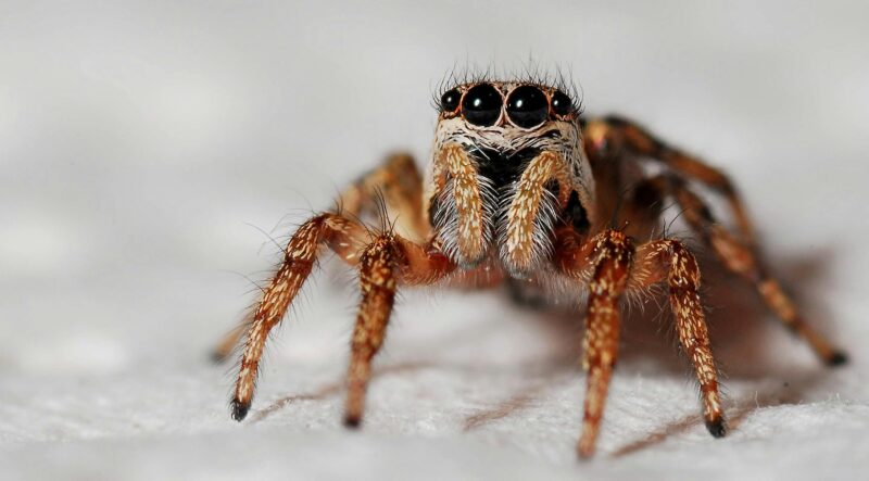 Detailed macro shot of a jumping spider's close-up on a white background, highlighting its eyes and hairy texture.