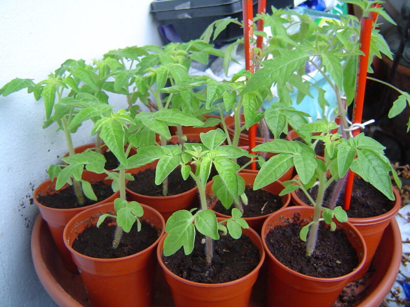 Tomato plants