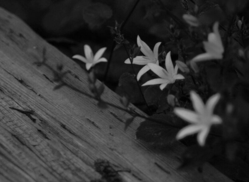 Creeping Charlie in gardens