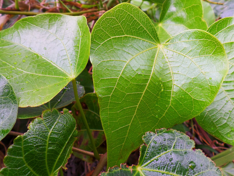 Heart shaped leaves in the rain