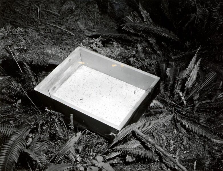 1963. Wooden tray with cloth bottom used to catch looper frass and dead larvae falling from sample trees. Two sides of tray, blackish in color, have been painted with deer repellent. Willapa Game Refuge, Naselle, WA.