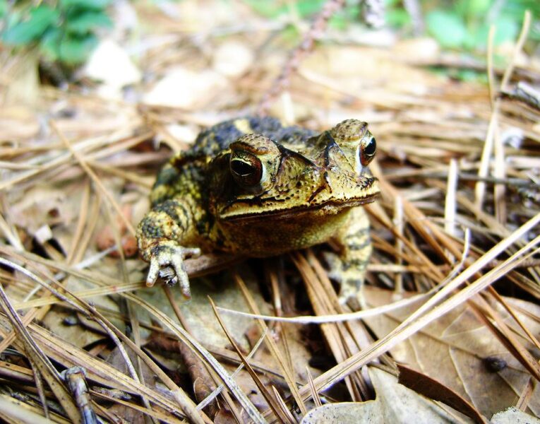 Portrait of Toad, of Jesse H. Jones Park & Nature Center, Humble, Texas, May 5, 2009, 8:24 in the morning