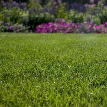 Outsidepride Kentucky Bluegrass Grass Blend