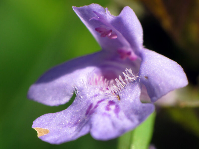 Identifying Creeping Charlie plants