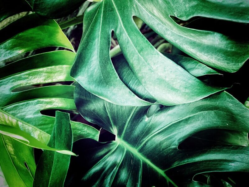 Monstera Leaves