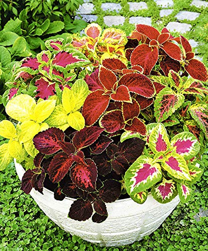 Seeds Coleus Flowers Planting Ukraine