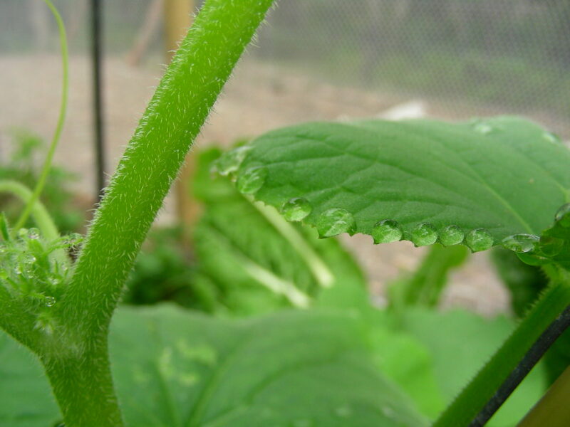 Guttation on cucumber leaves