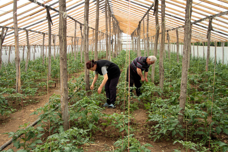 A husband and wife cultivate their crops together