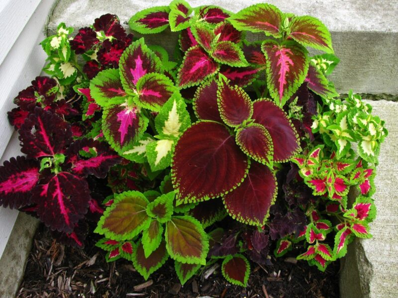 Coleus Blumei Flowers Beautiful Planting